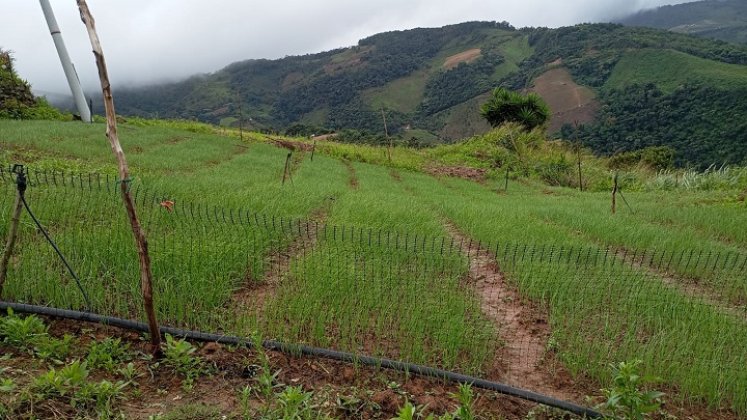 Serán ocho variedades de cebolla las que estarán bajo análisis climático y comercial. / Foto: Archivo / La Opinión