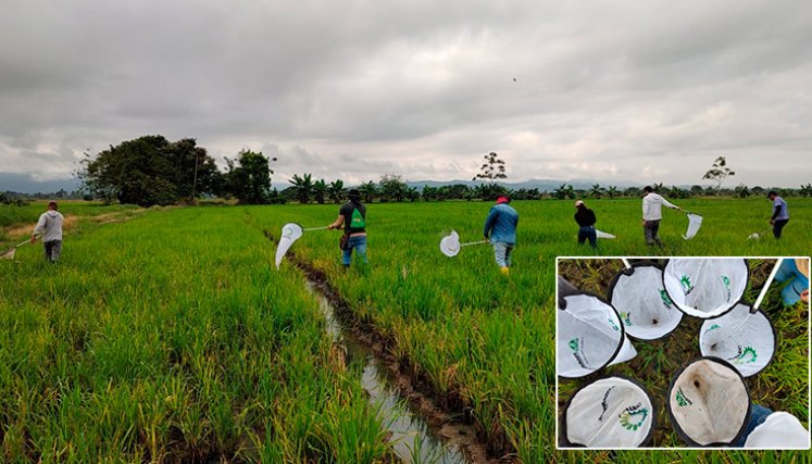 Cultivos de arroz. / Foto Cortesía