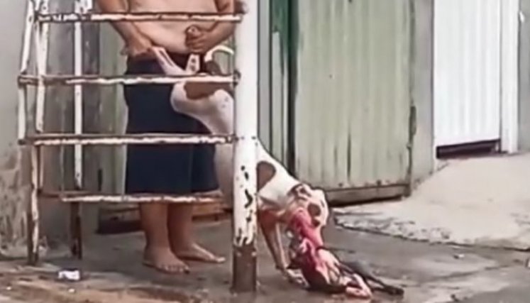 Maltrato animal en el barrio santander cobró la vida de una mascota/Foto cortesía