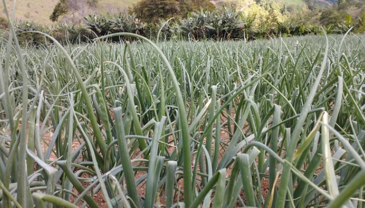 Los cebolleros de la provincia de Ocaña y zona del Catatumbo reclaman salvaguardar el producto en tiempo de cosecha.