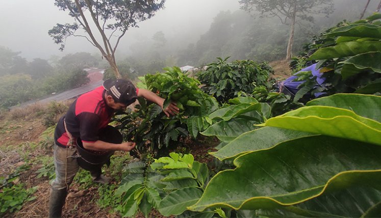 Productores de café. / Foto La Opinión