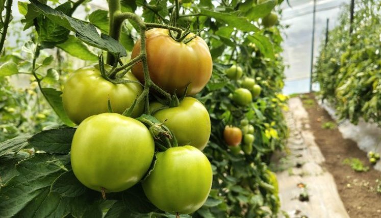 Producción de tomate inteligente. / Foto: Cortesía / La Opinión 