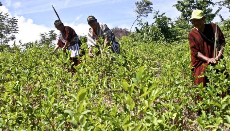 Sustitución de cultivos ilícitos en el Catatumbo.