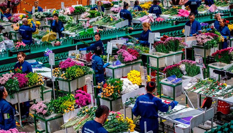 Flores de Colombia. / Foto Cortesía