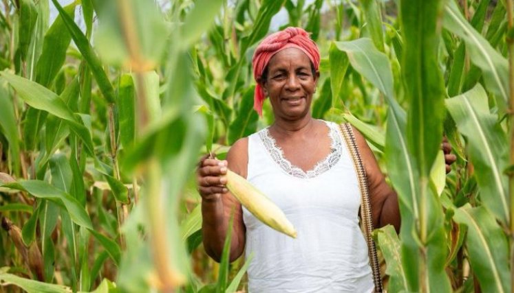 Sembrando Vida cuenta con un fondo común de 150.000 millones de pesos para apalancar los proyectos que beneficiarían a más de 68.000 campesinos. / Foto: Cortesía. 