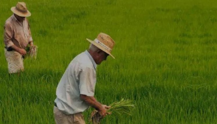 Paro de arroceros. 