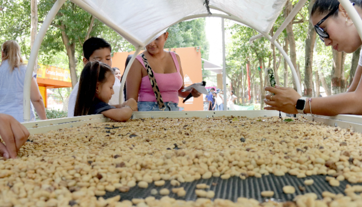 Escasez de mano de obra, un dolor de  cabeza para los productores de café.