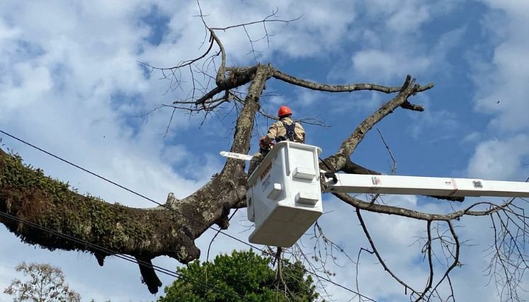 En Ocaña se erradica una ceiba centenaria porque representaba peligro.