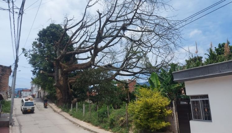 En Ocaña se erradica una ceiba centenaria porque representaba peligro.