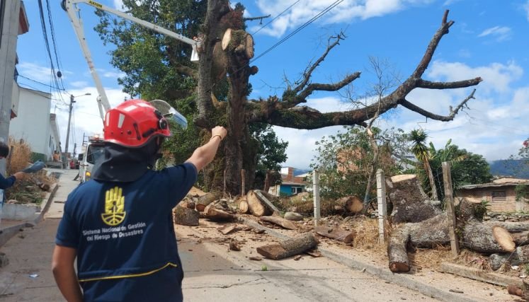 En Ocaña se erradica una ceiba centenaria porque representaba peligro.