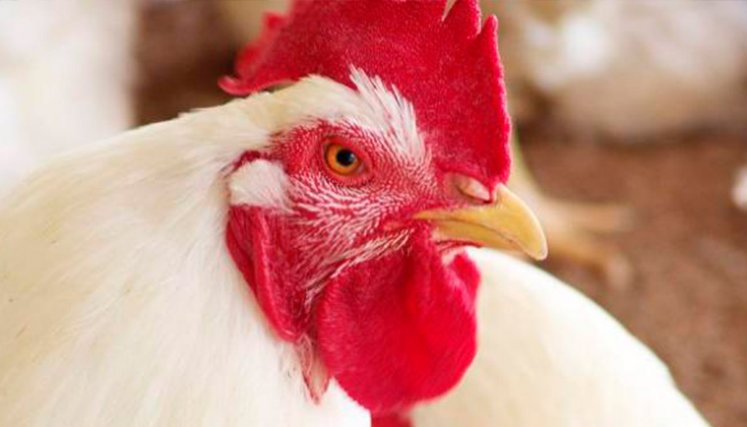 Pollo colombiano