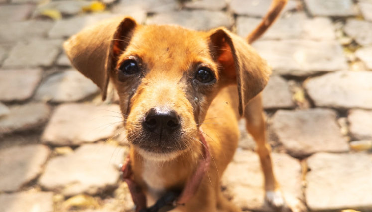 Cúcuta adopta.