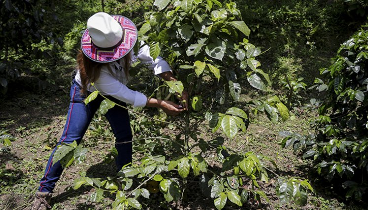 Mujeres caficultoras.