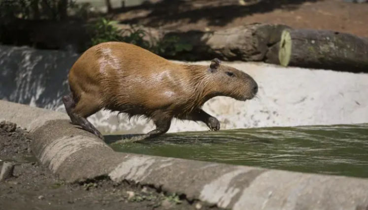 Capibara