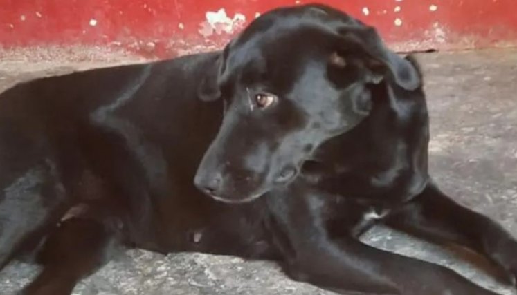 Veterinario enfrenta cargos en Itagüí por eutanasia injustificada a perrita en embarazo