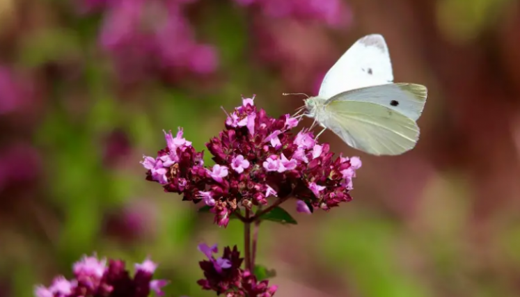 Mariposas