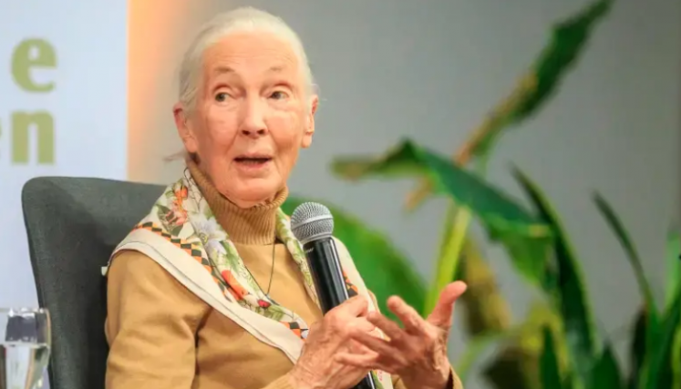 Jane Goodall 