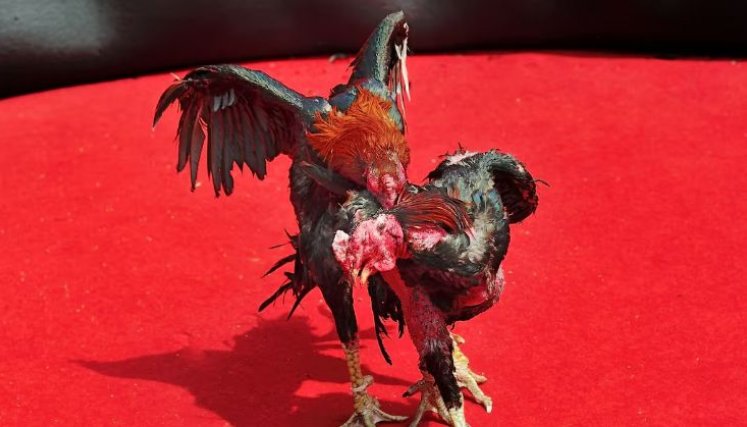 PELEA DE GALLOS 