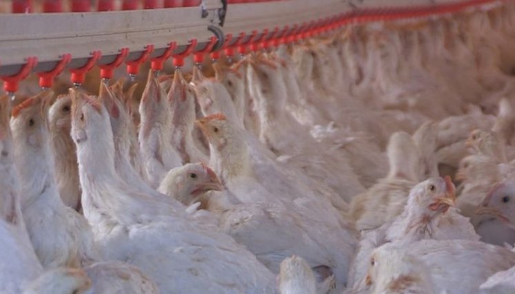 Colombia logra por primera vez exportar pollo a Japón