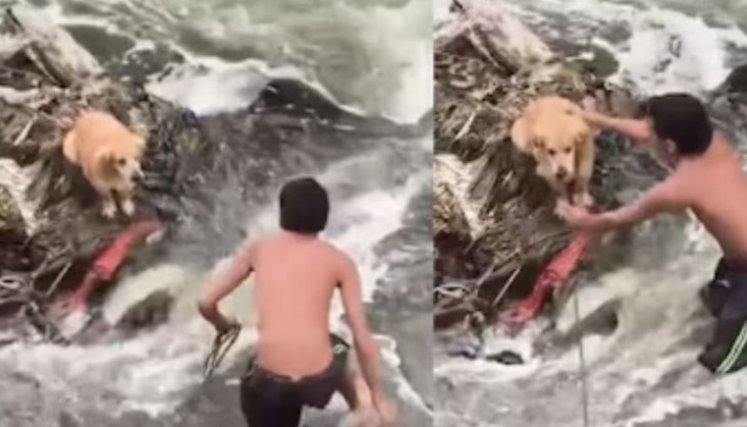 RESCATE DE UN PERRO 