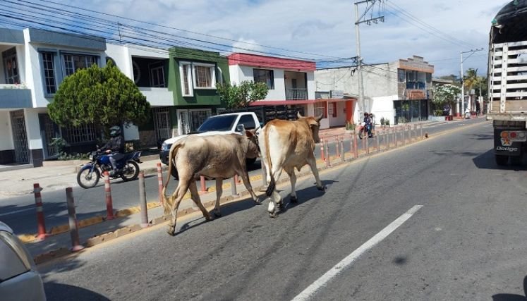 Una campaña se adelanta en Ocaña para recoger a los semovientes que deambulan sobre las vías de la ciudad.