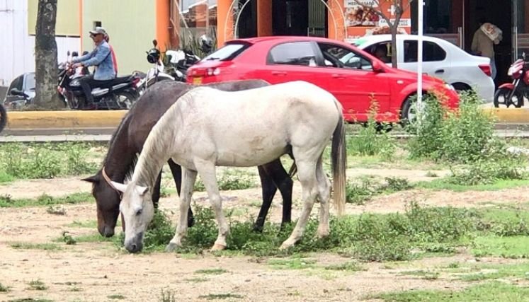Una campaña se adelanta en Ocaña para recoger a los semovientes que deambulan sobre las vías de la ciudad.