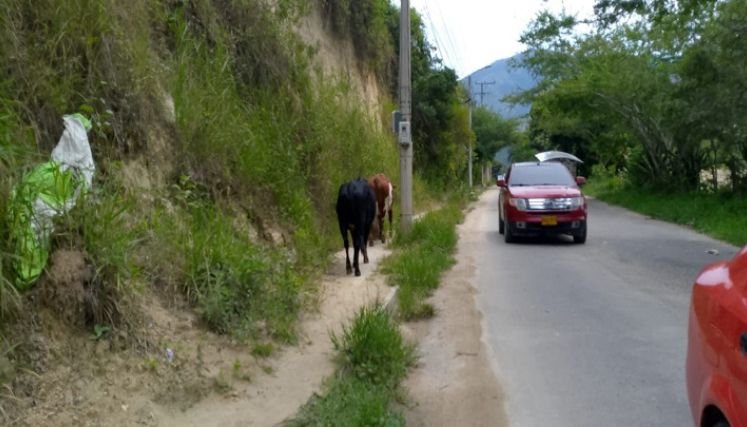 Una campaña se adelanta en Ocaña para recoger a los semovientes que deambulan sobre las vías de la ciudad.