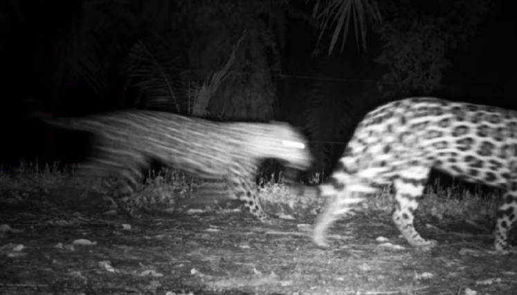 manada de jaguares