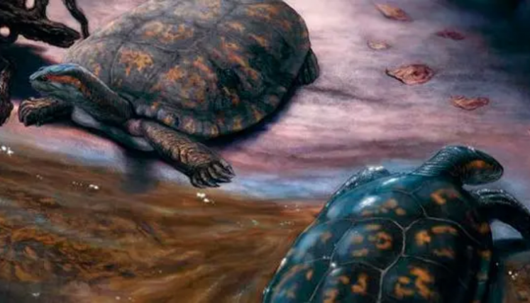 nueva especie de tortuga prehistórica 