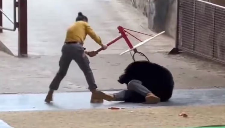 Ataque-en-oso