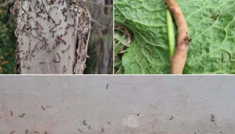 plaga de gusanos