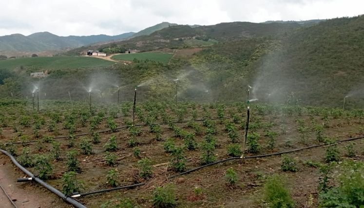 Campesinos de la zona del Catatumbo comienzan a sentir los rigores de las heladas.