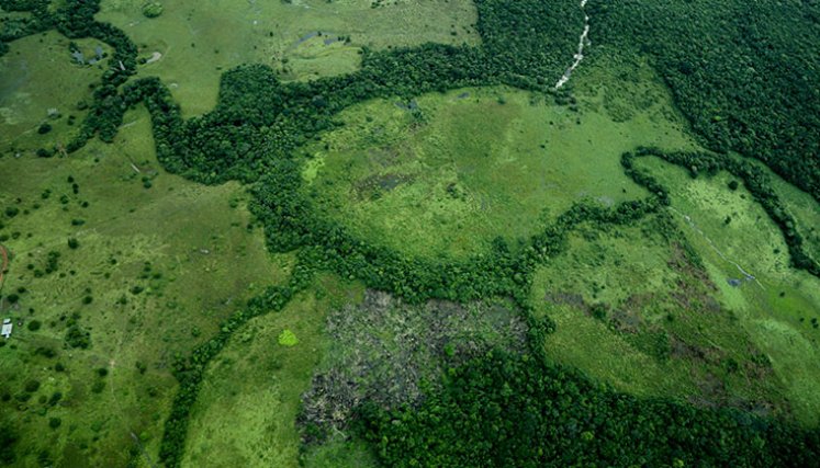 deforestacion-colombia