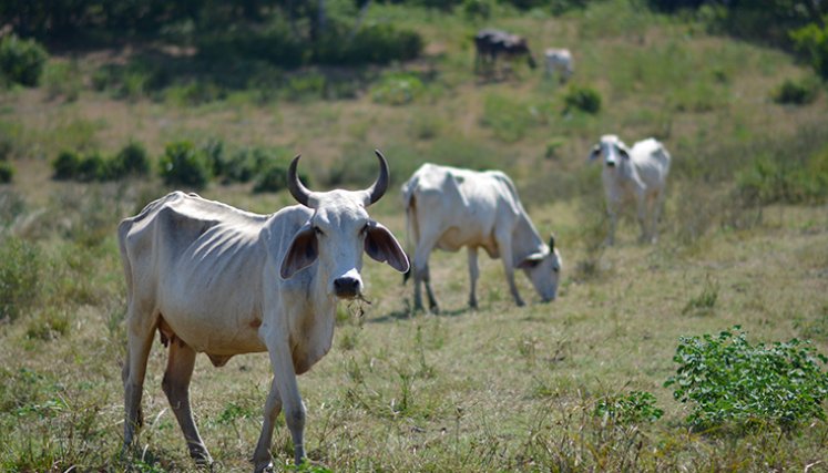 Las sequías y las altas temperaturas implican menores rendimientos agrícolas y daños en la ganadería./ Foto: Archivo
