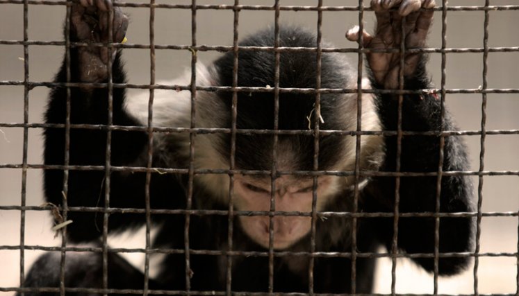 primates 