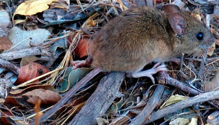 Así es el ratón silvestre que originó la cepa Andes del hantavirus