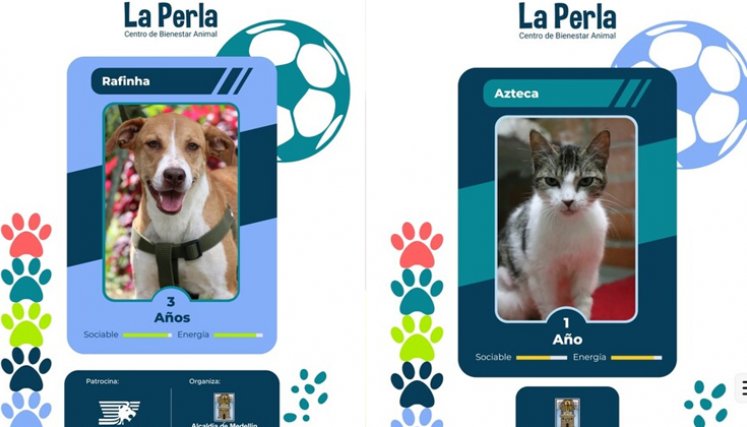 Medellín crea álbum 'Perlini' para incentivar adoptatón mundialista
