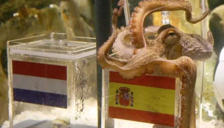 Los animales que intentaron predecir los mundiales: desde el pulpo Paul hasta las nutrias que acertaron con Argentina