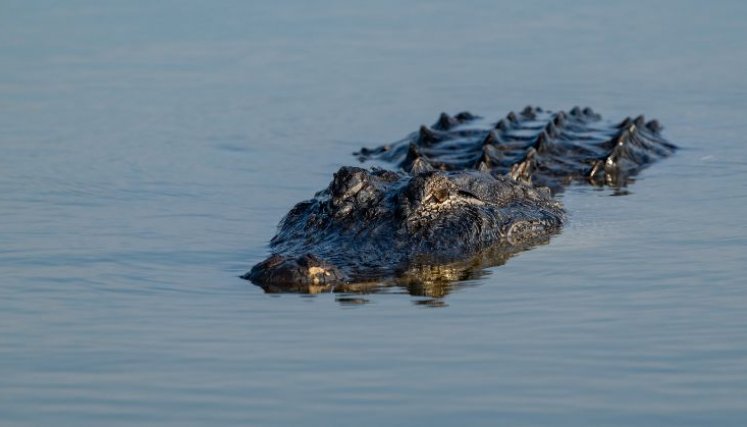CAIMAN EN FLORIDA 