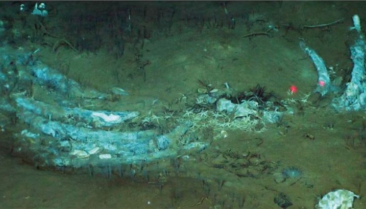 CEMENTERIO DE BALLENAS
