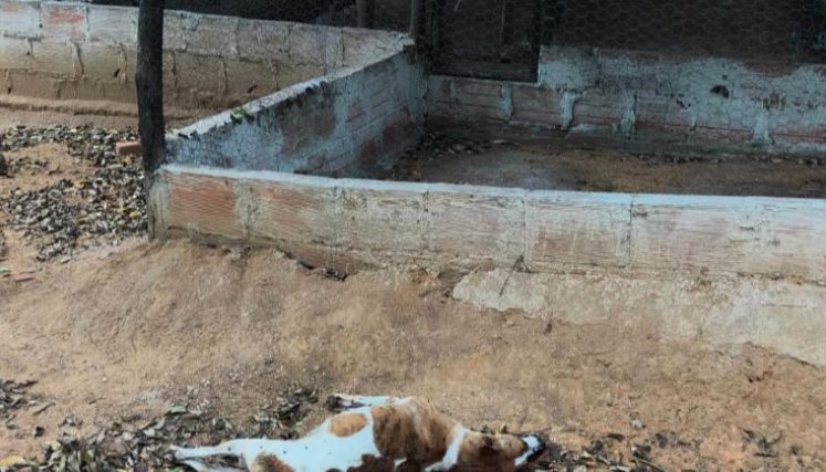 Hasta 56 meses de prisión para quienes matan animales