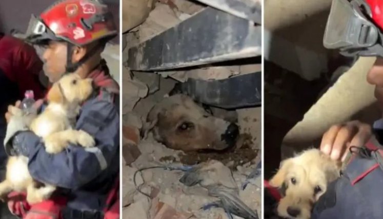 ANIMALES RESCATADOS EN VENEZUELA 