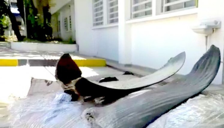 Imputan a seis personas a quienes les hallaron 300 aletas de tiburón
