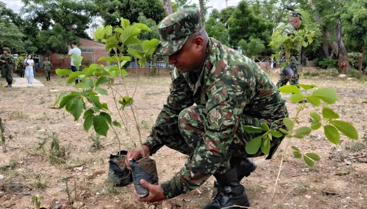 Ejército sembró 200 guayacanes para recuperar la ribera del río Pamplonita