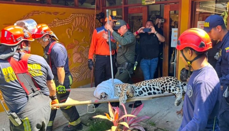 Escapó jaguar que había sido rescatado en la Universidad Nacional sede Amazonia