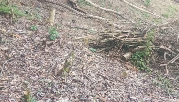 La tala indiscriminada de bosques preocupa a las autoridades ambientales de la provincia de Ocaña y sur del Cesar.