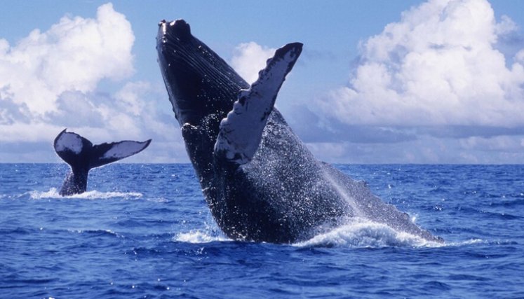 Piden extremar cuidados en el avistamiento de ballenas jorobadas en el Pacífico
