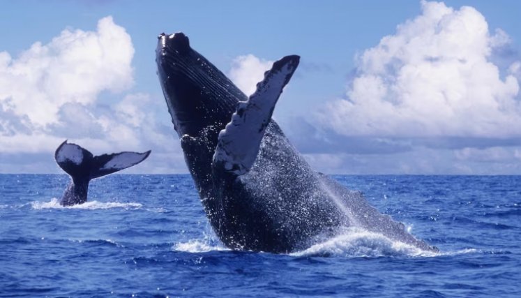 Ballenas Colombia.Foto: Colprensa.