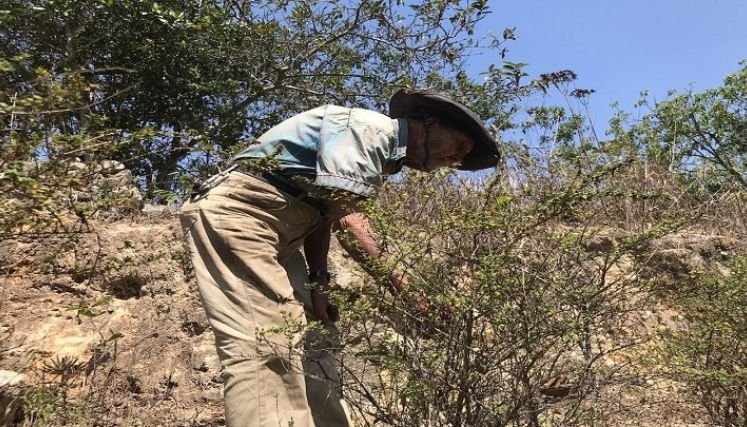 Los campesinos han disminuido las siembras ante la disminución del agua.