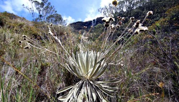 Frailejones